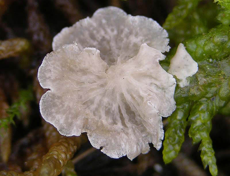 Rimbachia bryophila.